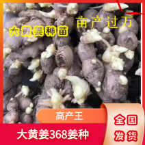 【湖北】姜种精选姜种大黄姜姜种368高产，提供种植技术，