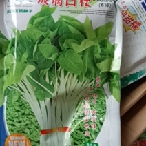 白梗大叶空心菜种子，玻璃白梗