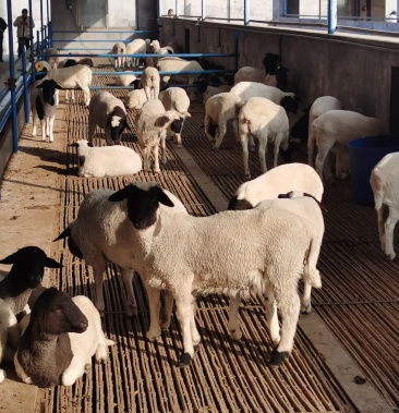 白山羊澳洲白波尔山羊