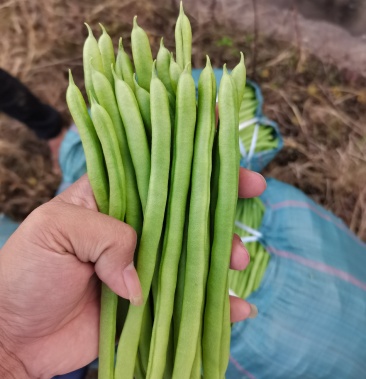 精品四季豆小金豆全年不断货