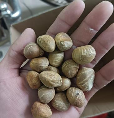 发财树种子纯种子带壳3元一行斤