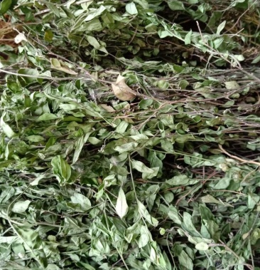 瓜子金草干品辰砂草二月花惊风草中草药草类瓜子金批发零售