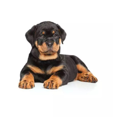 罗威纳幼犬防暴犬纯血统