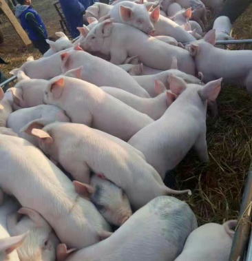 精品(二元)育肥猪苗 猪场现挑 好喂养 防疫完善常年直供