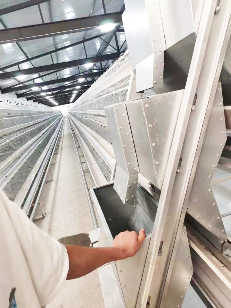 阶梯式上料机,源头厂家,全自动设备蛋鸡育雏大型养殖场专用