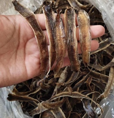 [地龙批发]精品小地龙,各种规格地龙销售价格210.00元/公斤 - 一亩田