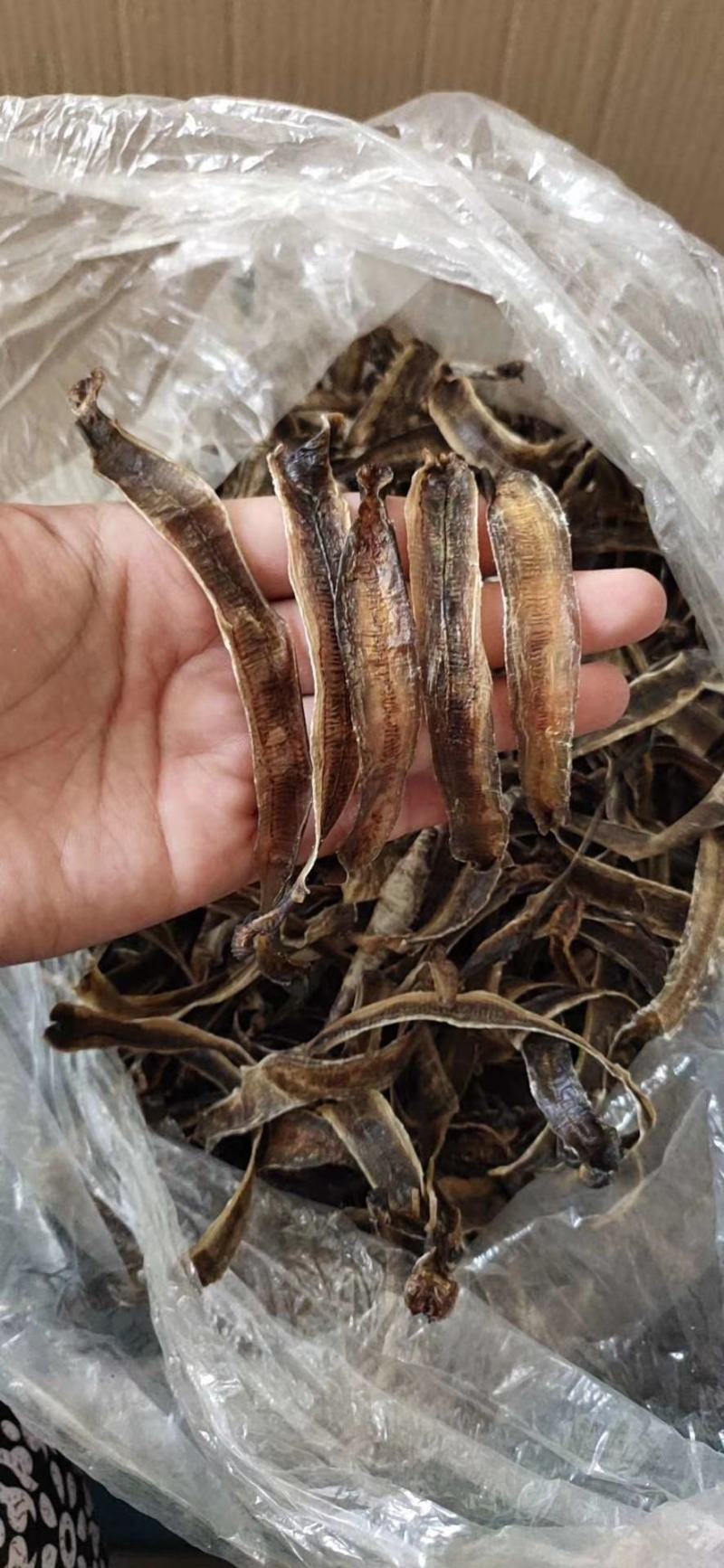 精品小地龙,各种规格地龙销售
