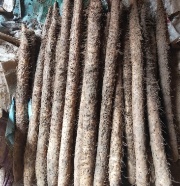 河北保定蠡县麻山药双棒大混货