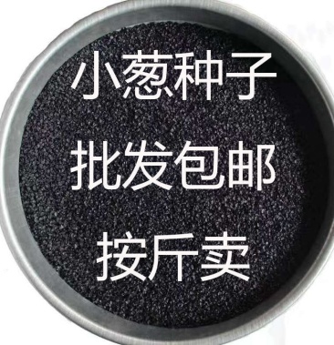 四季小葱种子批发包邮按斤卖 易活阳台盆栽种子 包邮