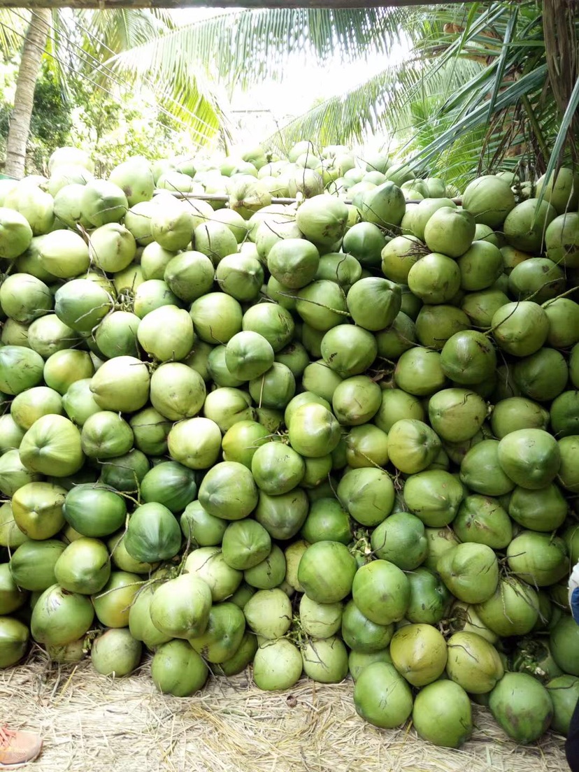 [椰子批发]【有好货】海南椰子应当季新鲜孕妇水果保质保量全国发货