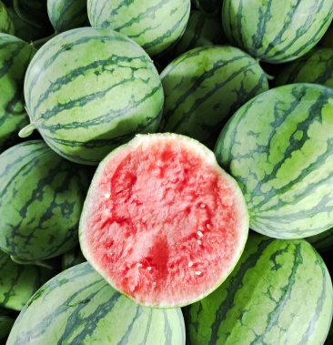 帅童精品小西瓜以上市