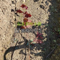 红叶李小苗【东北】多分枝高度40～80及建圃小苗欢迎咨询