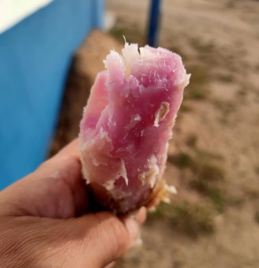 澳洲紫白地瓜种有需要的联系