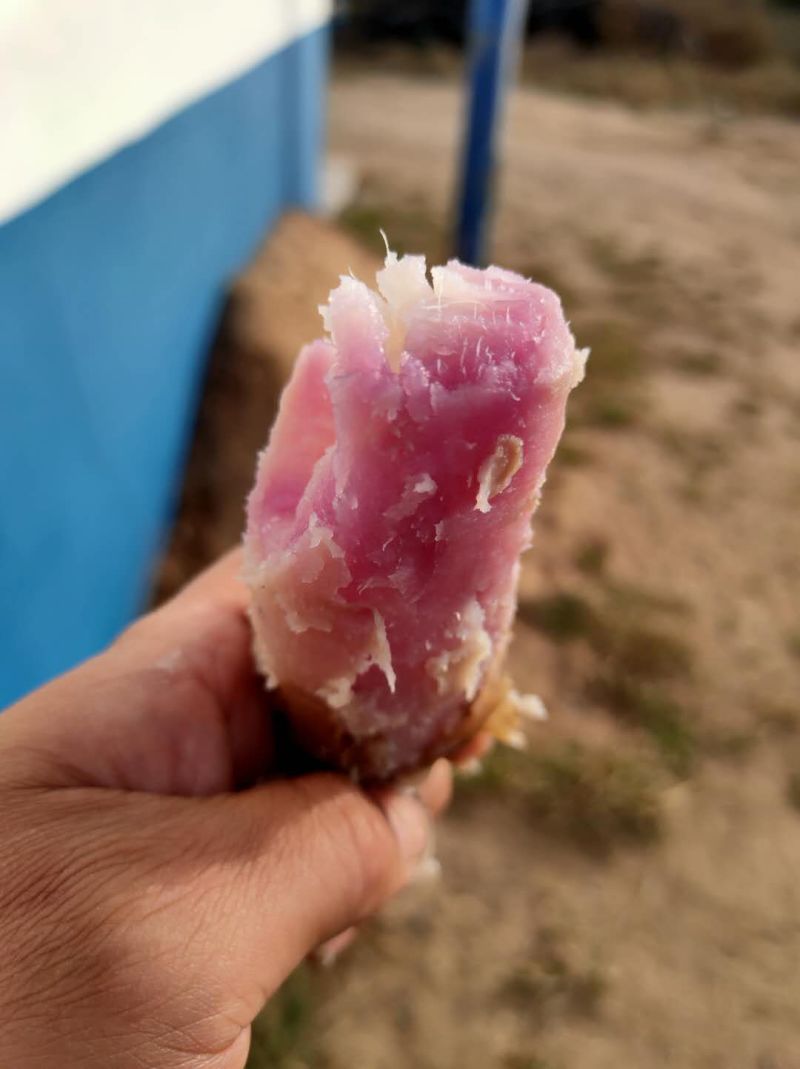 澳洲紫白地瓜种有需要的联系