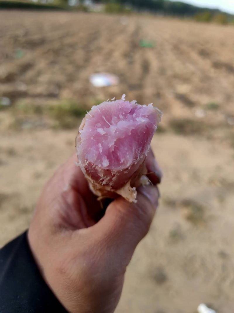 澳洲紫白地瓜种有需要的联系
