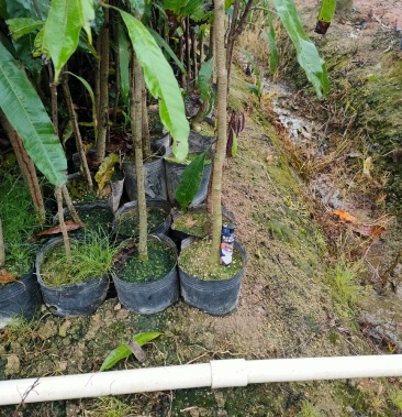 扁桃苗木城市绿化苗木