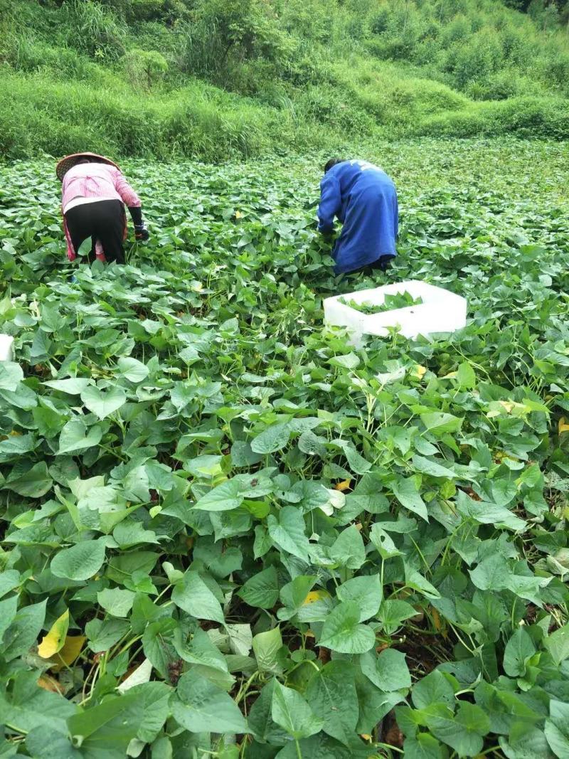 红薯叶种植图片