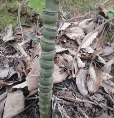 元宝竹佛肚竹纯野生货