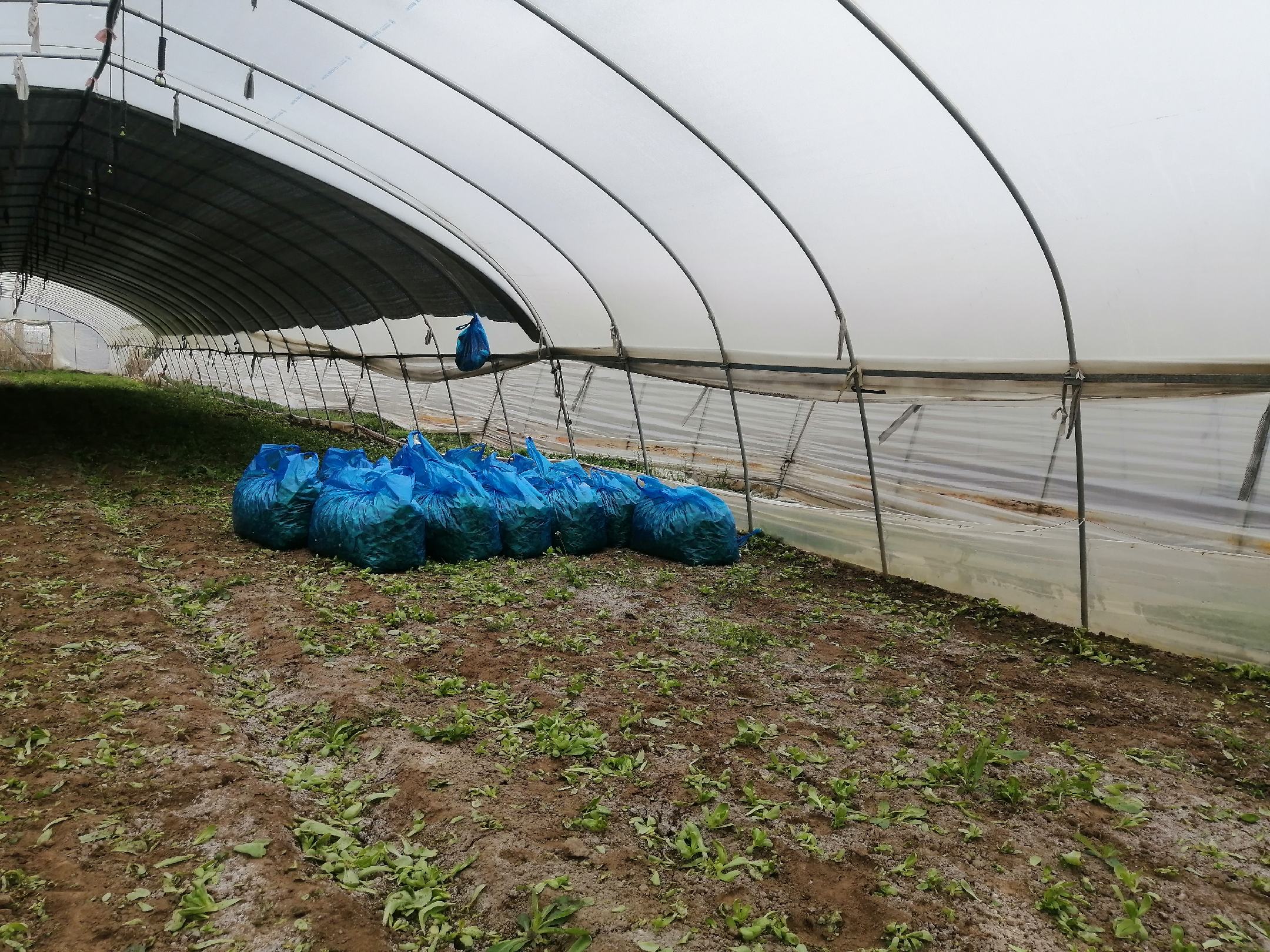 茼蒿根部再生栽培示意图