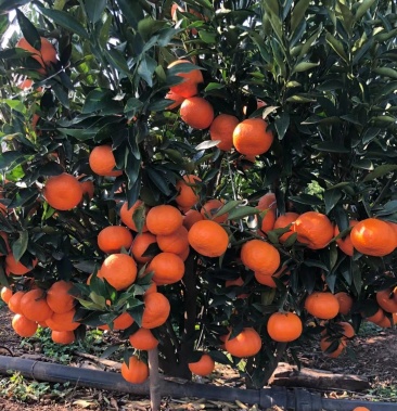 [椪柑批发]晚芦椪柑 7~7.5cm价格2.50元/斤 - 一亩田