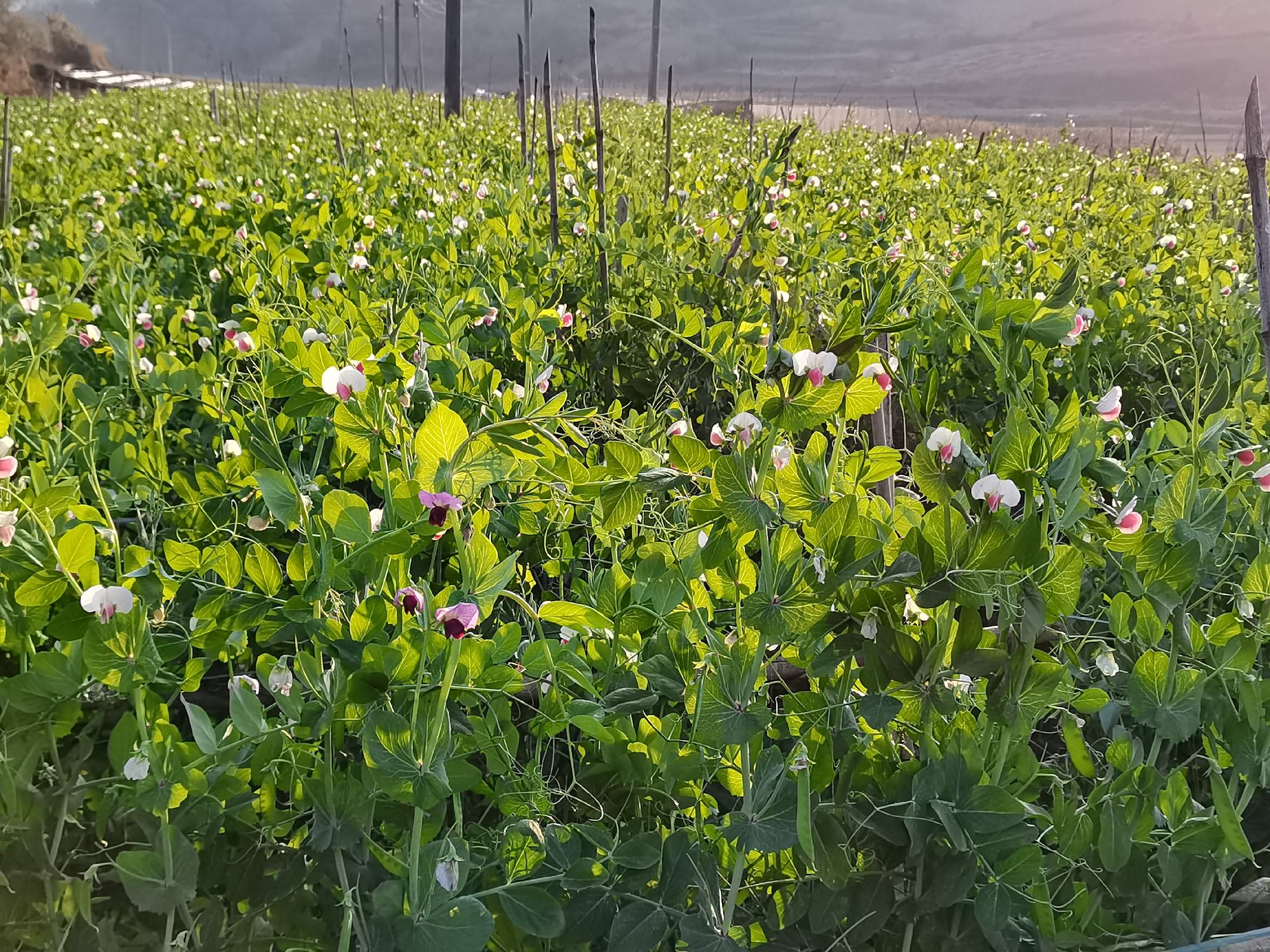 豌豆植株开花状态