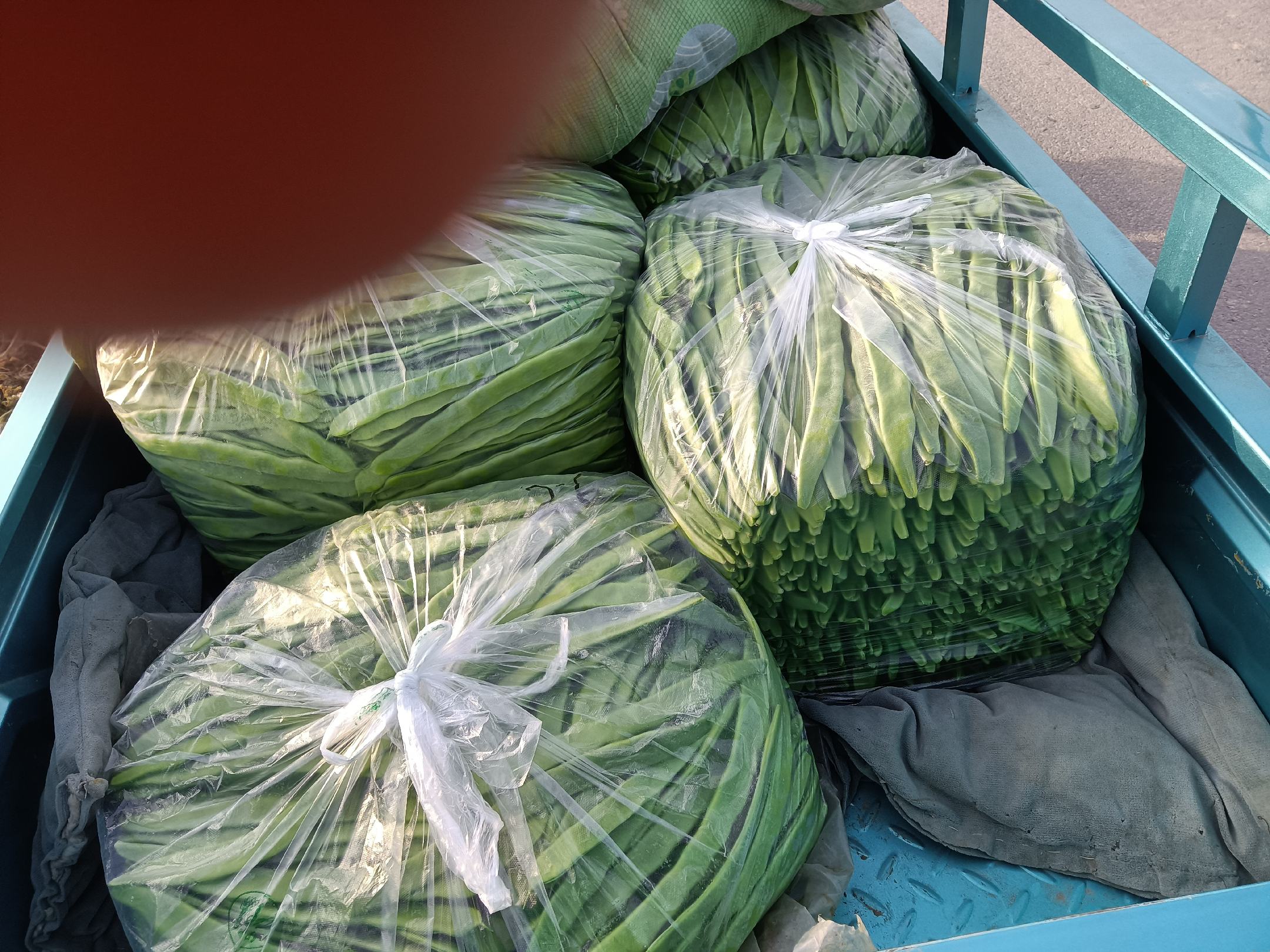 冷链运输车正在装载新鲜扁包菜,准备发往南方市场 扁包菜冷链运输车