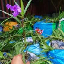 福建省漳州市供应绿化庭院设计，翠芦莉，产地直销价大小规格