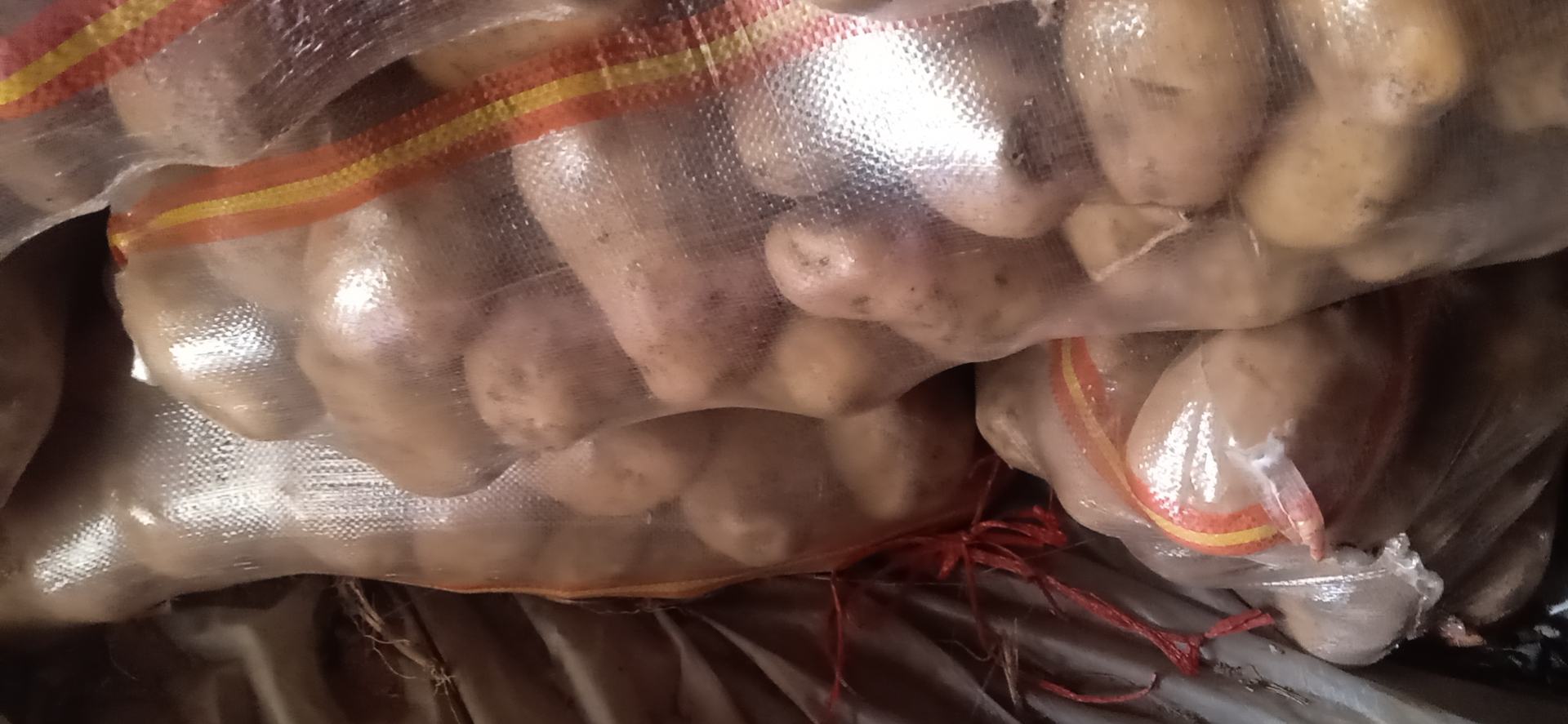 图示:不锈钢盆中盛放刚焯水沥干的金黄色土豆块,操作者正用食品级真空封口机对装入土豆的透明真空袋进行抽气封口,背景为家用冰箱冷冻室,温度显示-18℃ 过完水土豆真空冷冻封装过程