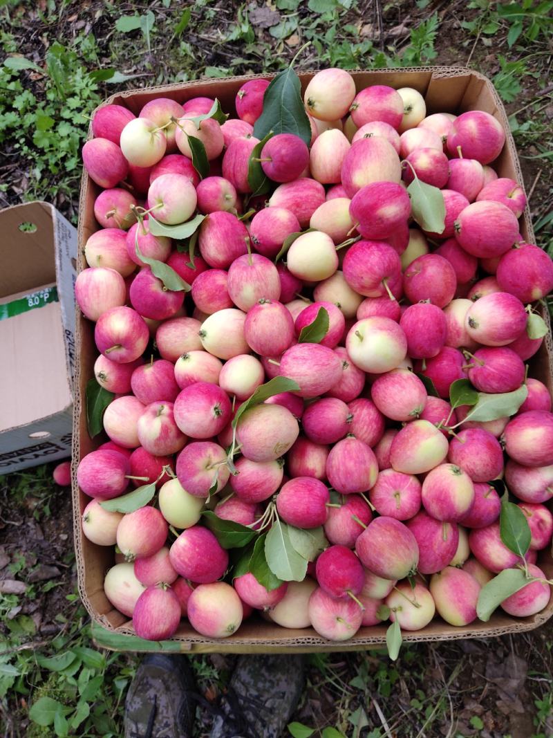 沙果黄太平东北小沙果口感好色泽诱人