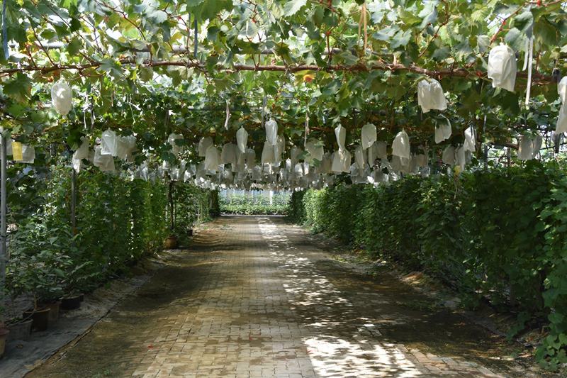 果园中悬挂驱鸟设备