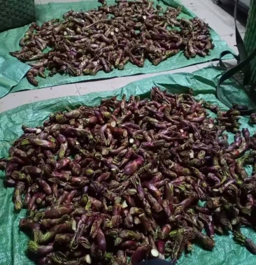 大量出售优质树头菜刺老包