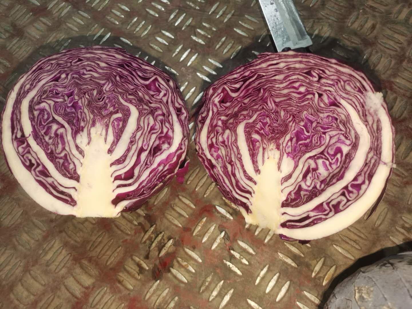 紫甘蓝与卷心菜对比图