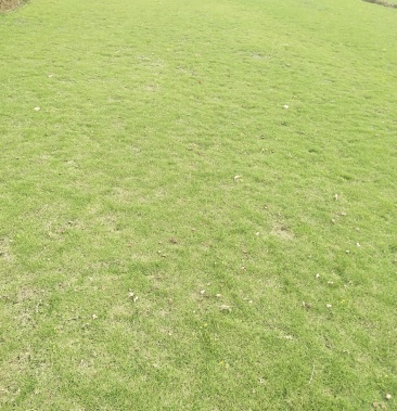 地被草坪园林绿化马尼拉