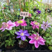 铁线莲爬藤植物苗重瓣阳台盆栽花卉庭院藤本花苗攀爬花大河铁