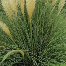 矮蒲苇圆锥花絮，用于园林绿化或岸边栽植的观赏草基地