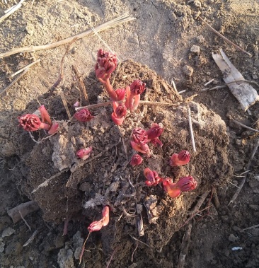 芍药5年芍药芽头低价出售