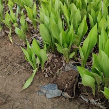 玉簪，百合科，多年生宿根植物属耐阴植物