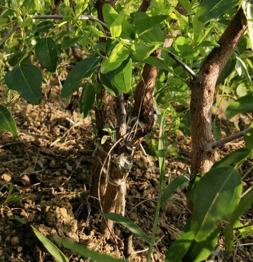 [枣树苗批发]优质枣苗酥脆香甜皮薄现挖现卖基地直发免费指导5000株订