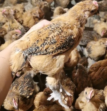 青脚麻脱温鸡全国包送