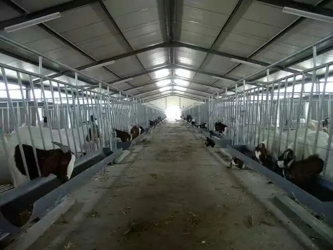 一个现代化波尔山羊育肥舍内部视角,包含自动饮水器、补料槽、温湿度计、通风窗和垫料层,几只3月龄左右的波尔山羊正在进食,整体环境明亮整洁,无明显异味或污物堆积 波尔山羊健康圈舍管理示意图