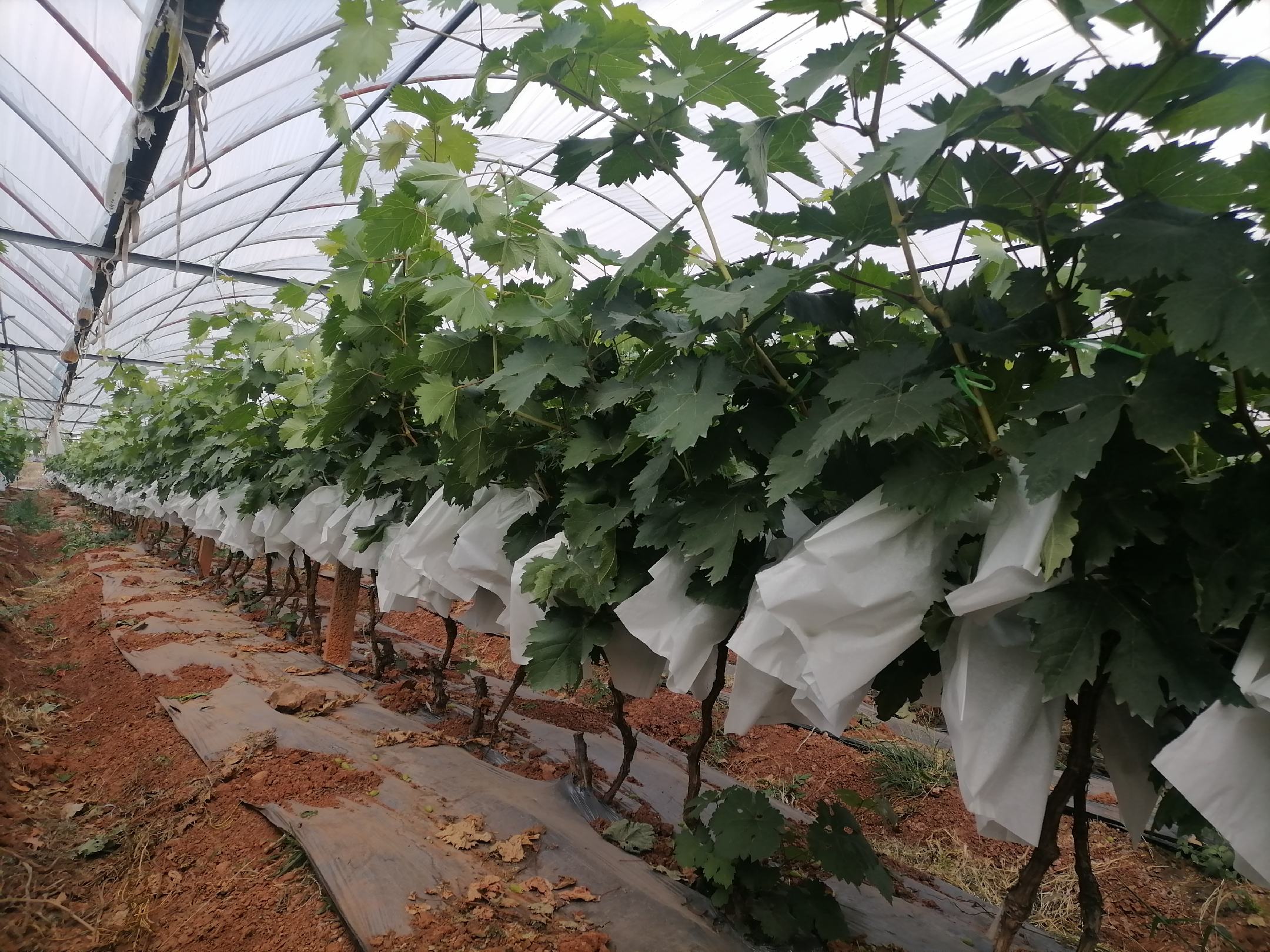 红提夏季滴灌施肥与果穗套袋实景