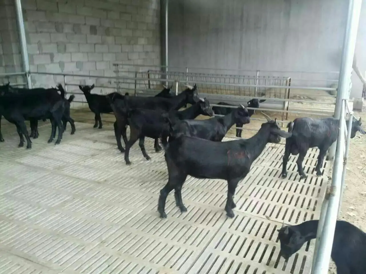 规模化养殖场中的纯种波尔山羊母羊群体