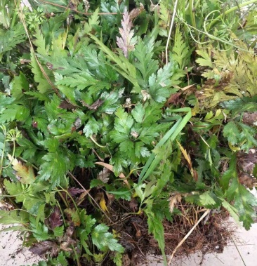 供应鸡爪连黄连种苗黄连苗子华中药库基地直供黄连苗移栽苗黄