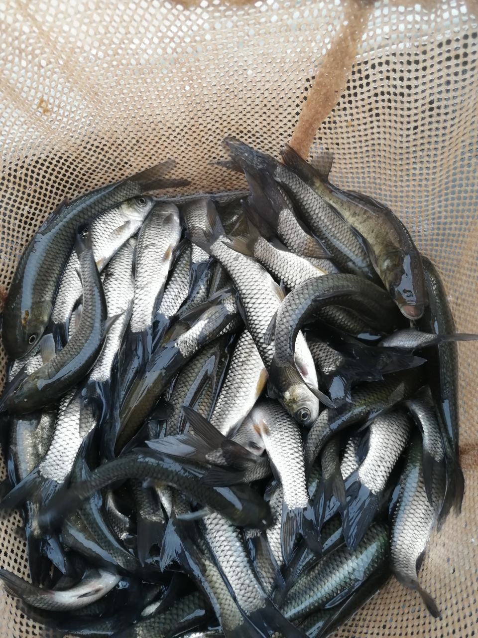 [草鱼苗批发]养殖场大量出售草鱼苗价格0.50元/个 - 一亩田