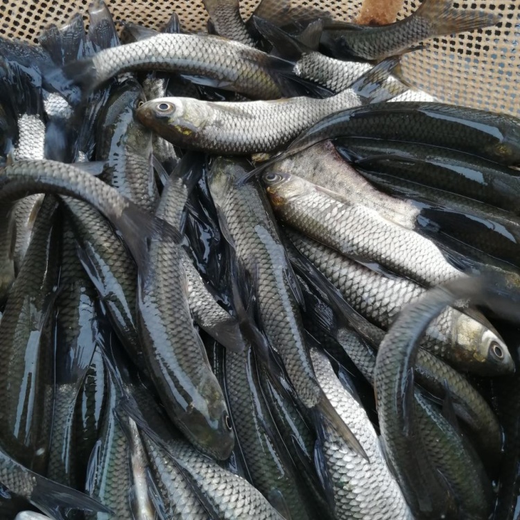 [草鱼苗批发]养殖场大量出售草鱼苗价格0.50元/个 - 一亩田