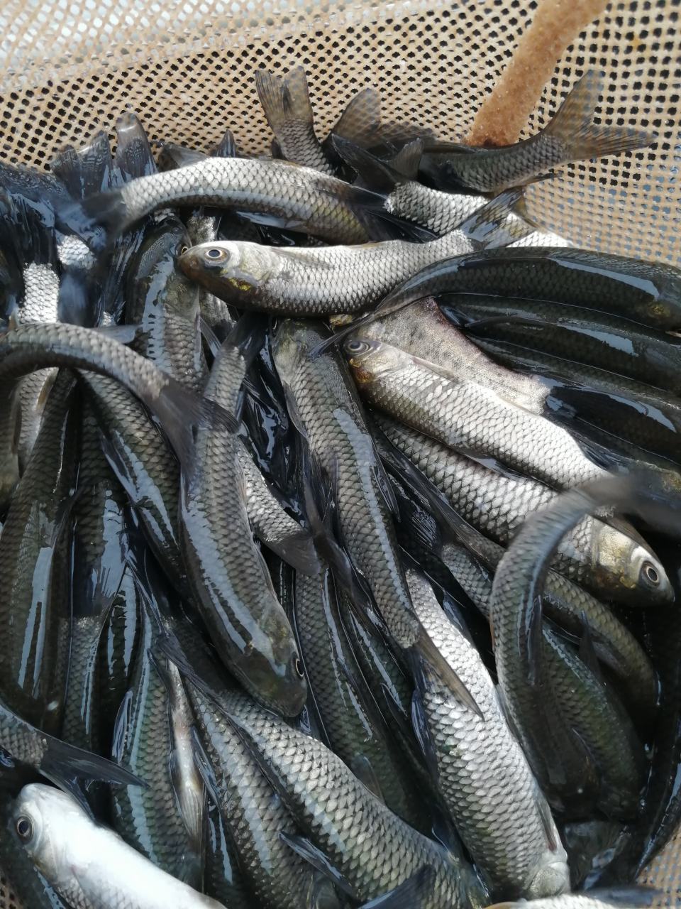 [草鱼苗批发]养殖场大量出售草鱼苗价格0.50元/个 - 一亩田