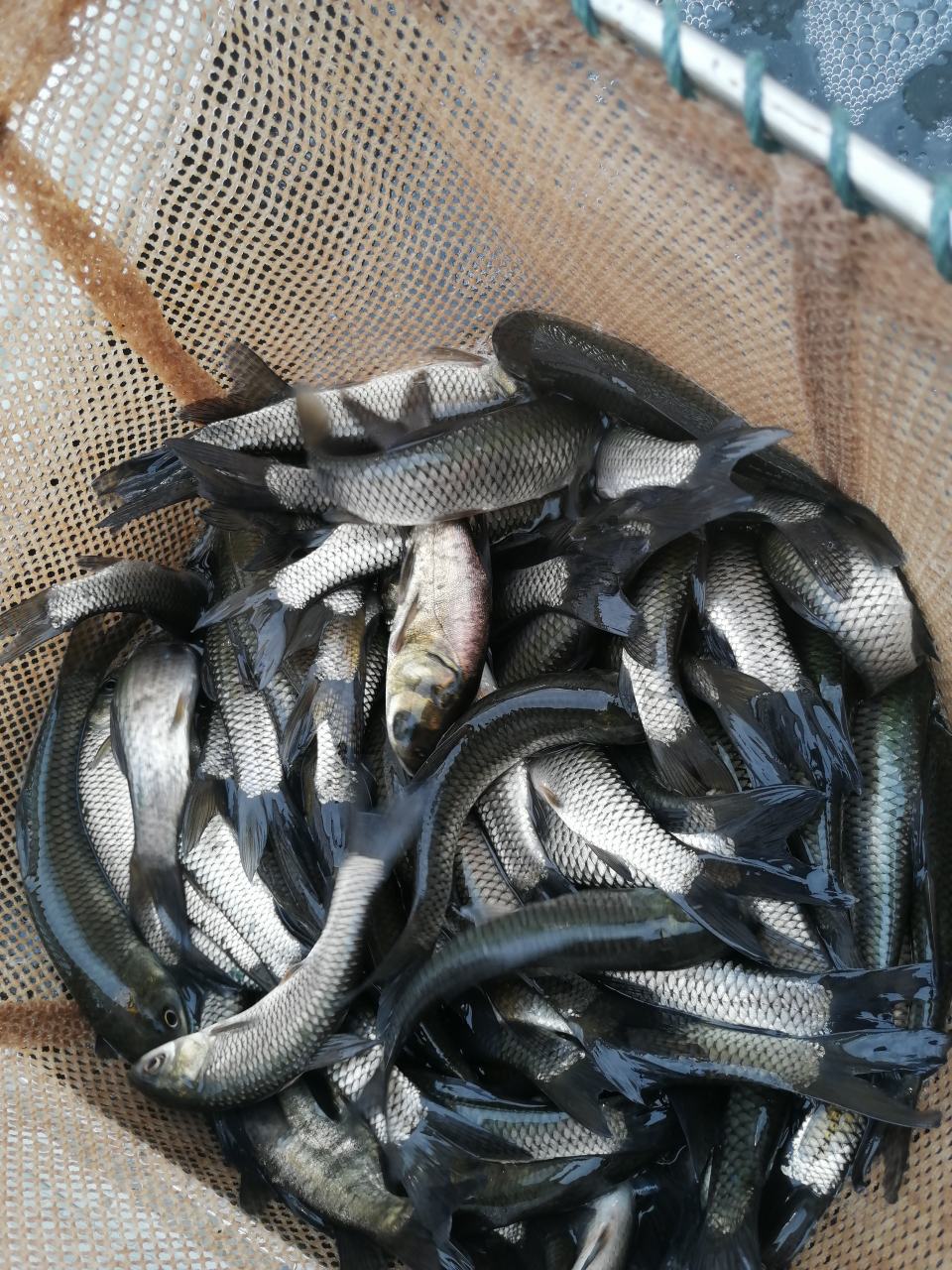 [草鱼苗批发]养殖场大量出售草鱼苗价格0.50元/个 - 一亩田