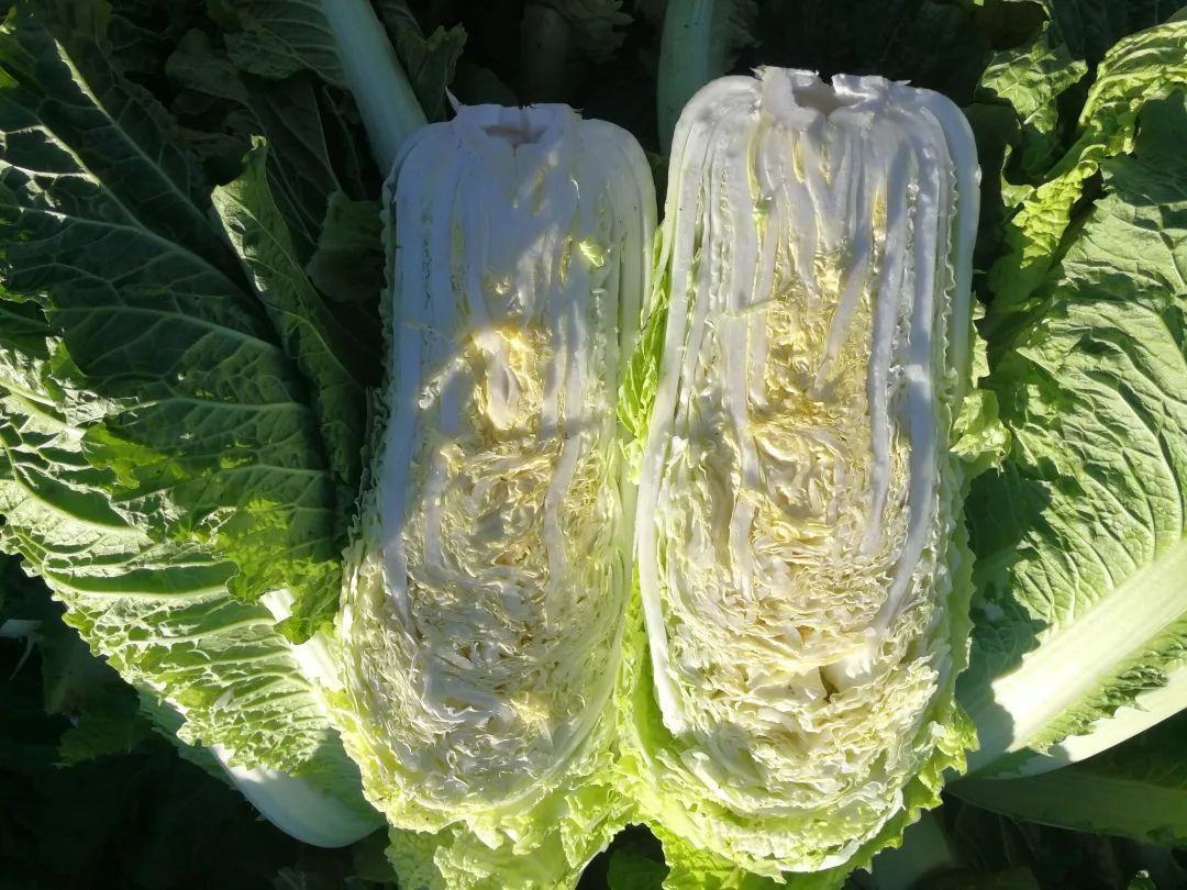 青杂三号白菜剖面结构图