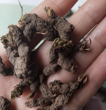 天葵子又名千年老鼠屎湖北地产统货无杂质干品