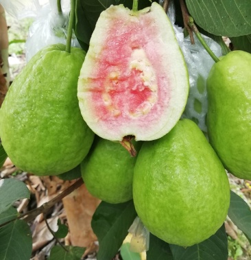 [番石榴批发]台湾品种珍珠番石榴白肉/红肉果果子优质匀衡甜脆爽口多